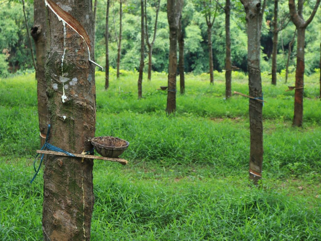 Check-in en el hermoso camino de plantaciones de caucho en Cửa Tùng. - 4