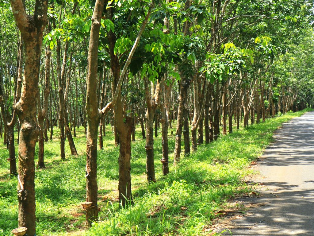 Check-In at the Beautiful Rubber Tree Forest Path in Cua Tung - ảnh 5