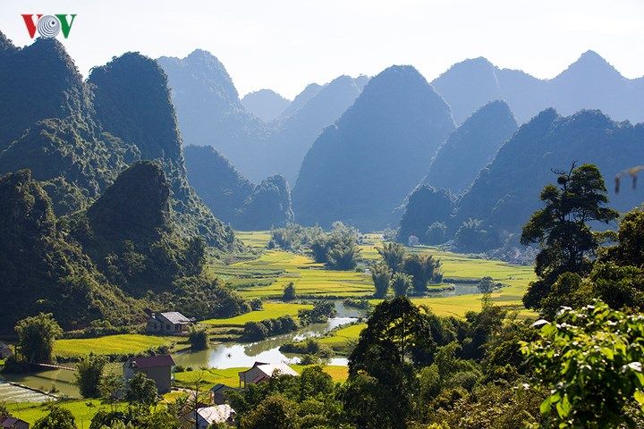 Ngọc Côn during the rice harvest season. - 4
