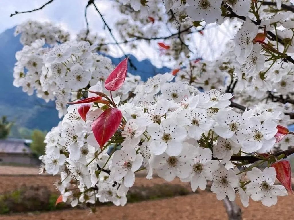 季节的景色变化：春 – 夏 – 秋 – 冬在玉昆