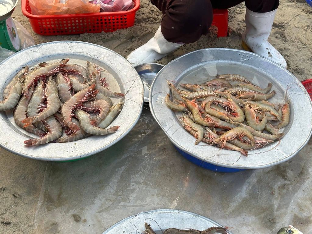 Morning on the beach of Mân Thái, Da Nang. - ảnh 5
