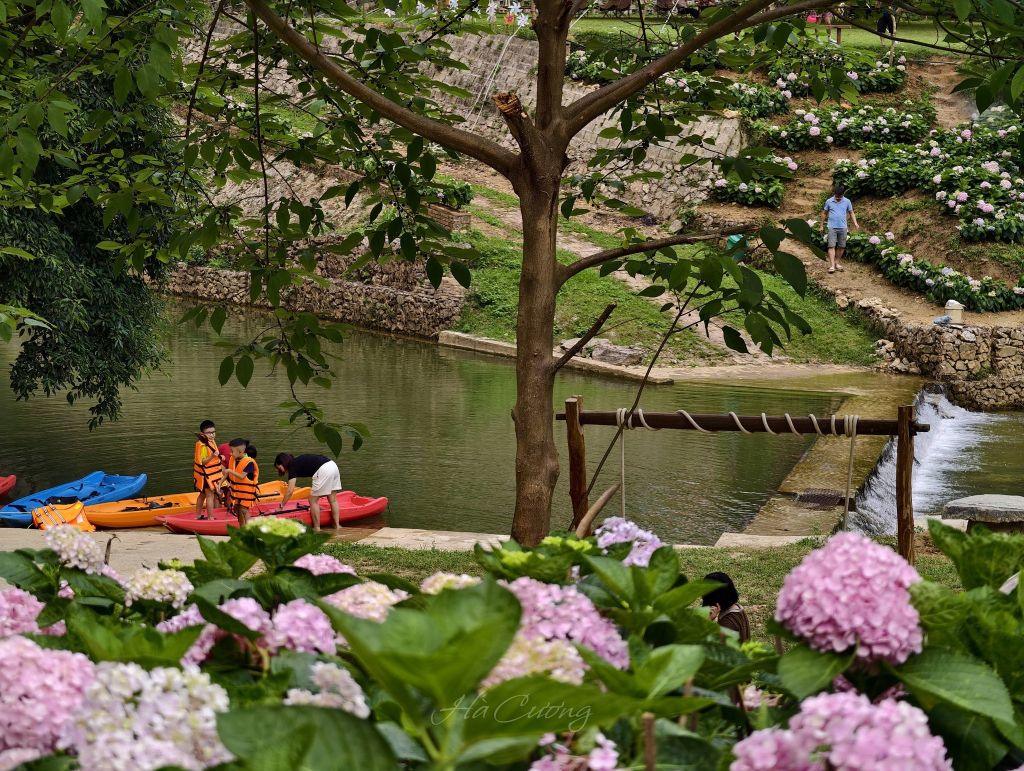 New hydrangea check-in spot in Cao Bang. - ảnh 4