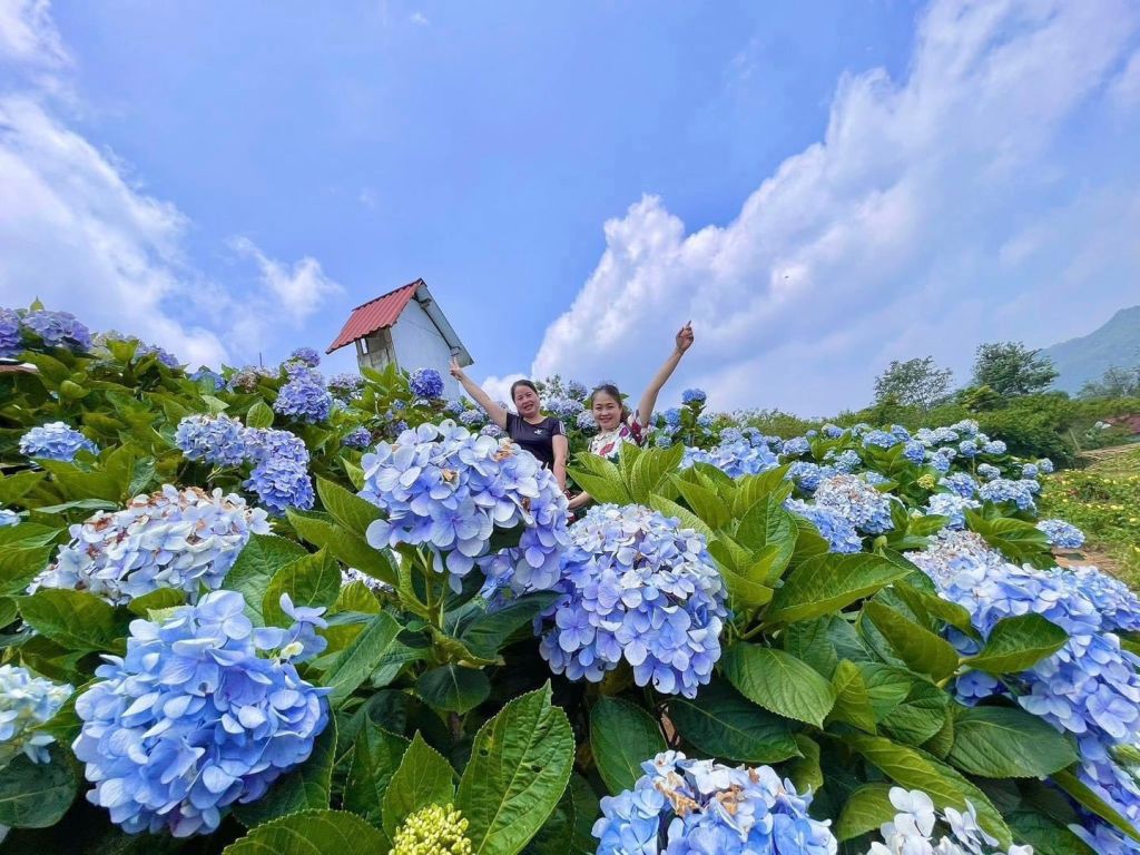 Hydrangeas Bloom Abundantly At Phja Oắc - Nguyen Binh. - 1