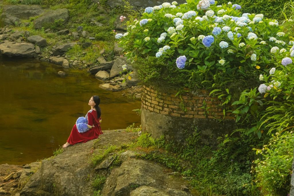 Hydrangeas Bloom Abundantly At Phja Oắc - Nguyen Binh. - 2