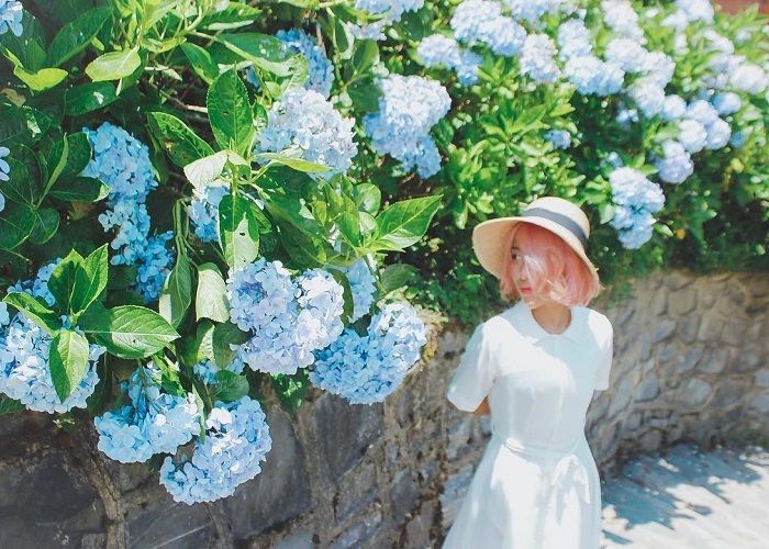The beautiful blooming hydrangea spots on the top of Phja Oắc - Phja Đén. - 2