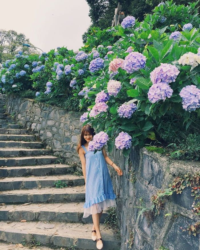 The beautiful blooming hydrangea spots on the top of Phja Oắc - Phja Đén. - 3