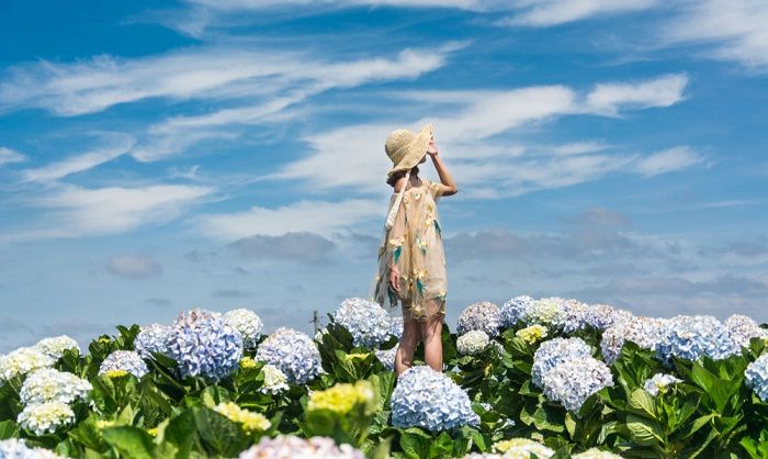 The beautiful blooming hydrangea spots on the top of Phja Oắc - Phja Đén. - 4