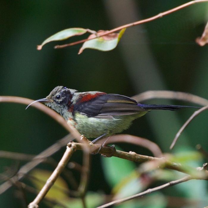Phja Oắc Primeval Forest – a green treasure in the vast wilderness - 1