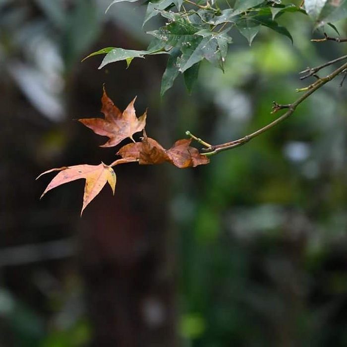 Phja Oắc Primeval Forest – a green treasure in the vast wilderness - 2