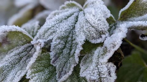 Phja Oắc Frost - 2