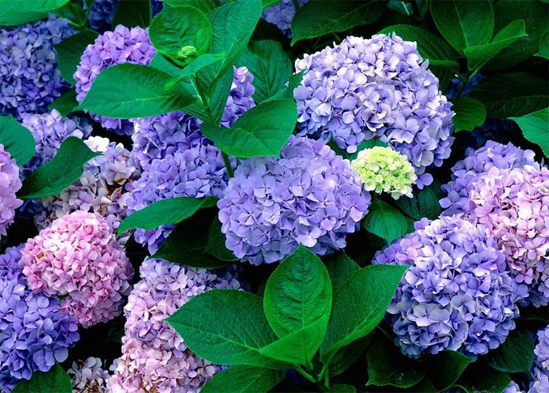 During the holiday from April 30th to May 1st, come to Kolia Organic Farm to check out the beautiful hydrangea hills that look like a painting. - 3