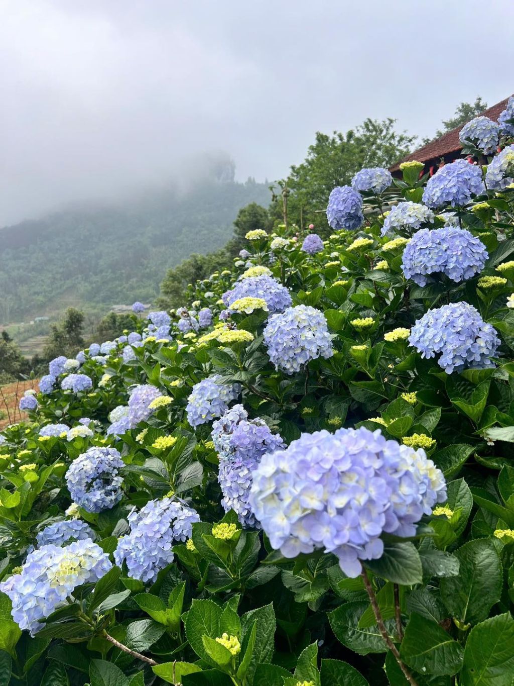 During the holiday from April 30th to May 1st, come to Kolia Organic Farm to check out the beautiful hydrangea hills that look like a painting. - 2
