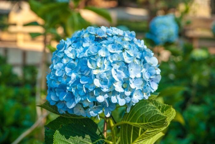 During the holiday from April 30th to May 1st, come to Kolia Organic Farm to check out the beautiful hydrangea hills that look like a painting. - 4