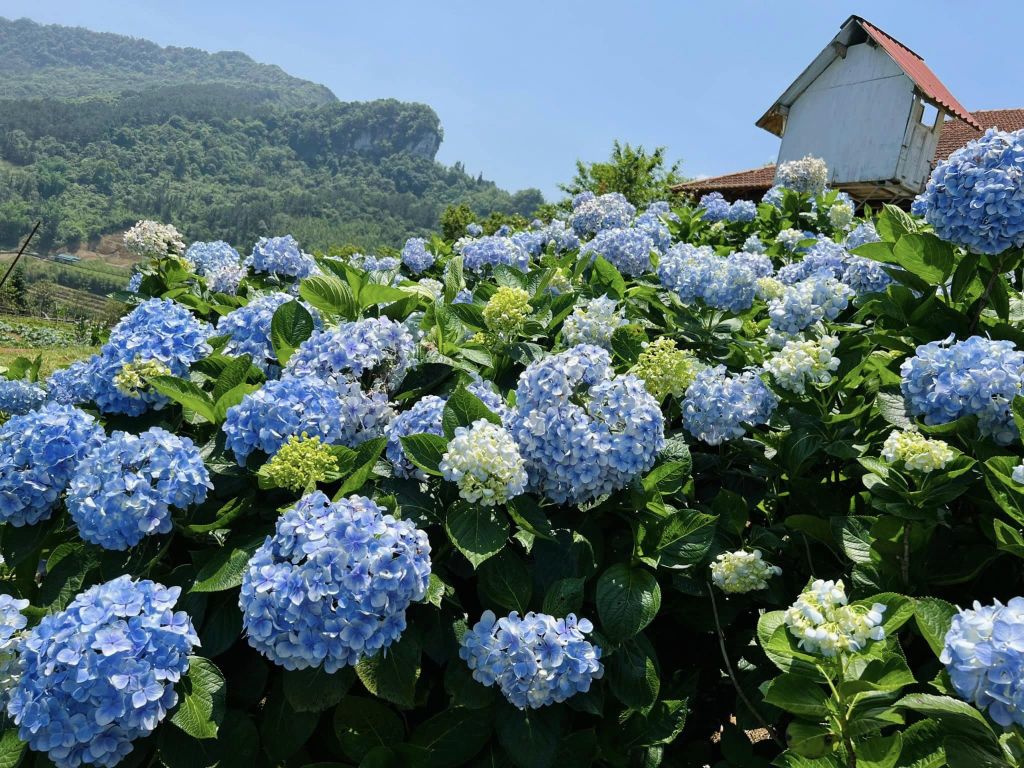 During the holiday from April 30th to May 1st, come to Kolia Organic Farm to check out the beautiful hydrangea hills that look like a painting. - 1
