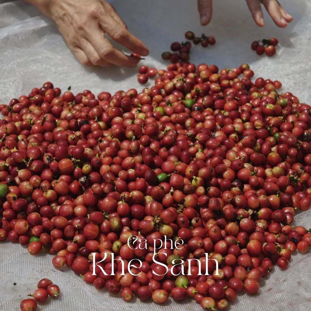 LIBERICA COFFEE SEASON IN QUANG TRI – EXPLORE WITH KHE SANH COFFEE TOUR 2026 - ảnh 5