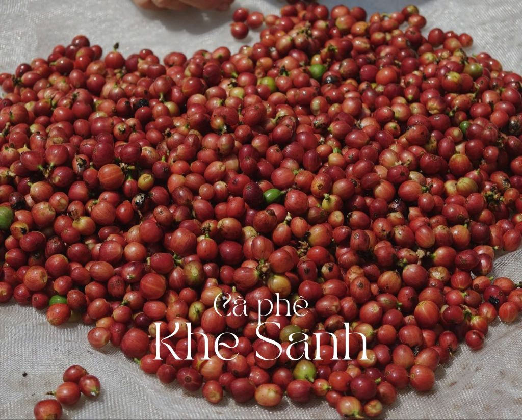 LIBERICA COFFEE SEASON IN QUANG TRI – EXPLORE WITH KHE SANH COFFEE TOUR 2026 - 1