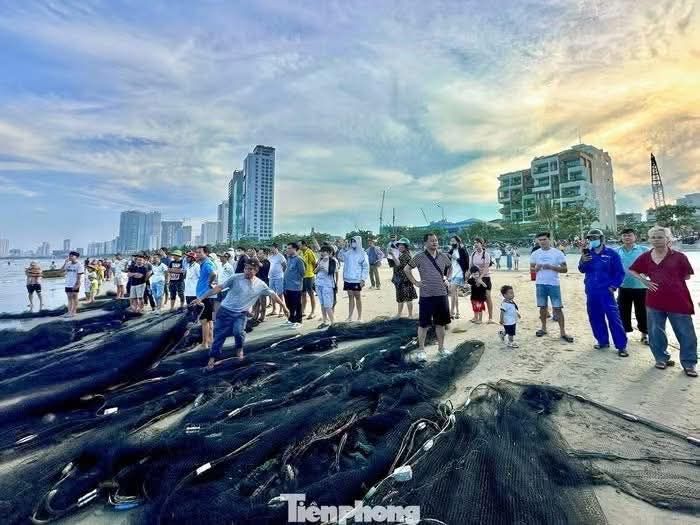 Tourists enjoy watching fishermen catch fish in Da Nang's sea. 🐠🐟🌊 - ảnh 1