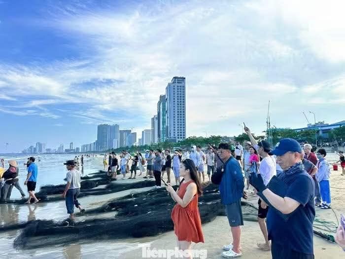 Tourists enjoy watching fishermen catch fish in Da Nang's sea. 🐠🐟🌊 - ảnh 2