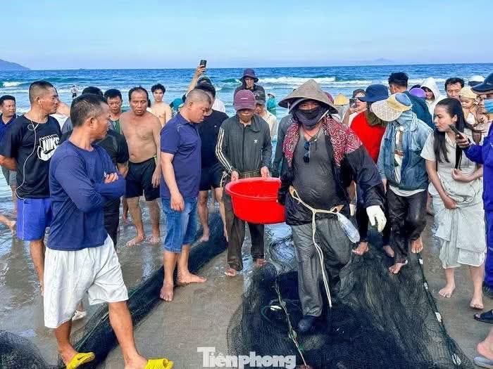 Tourists enjoy watching fishermen catch fish in Da Nang's sea. 🐠🐟🌊 - ảnh 5