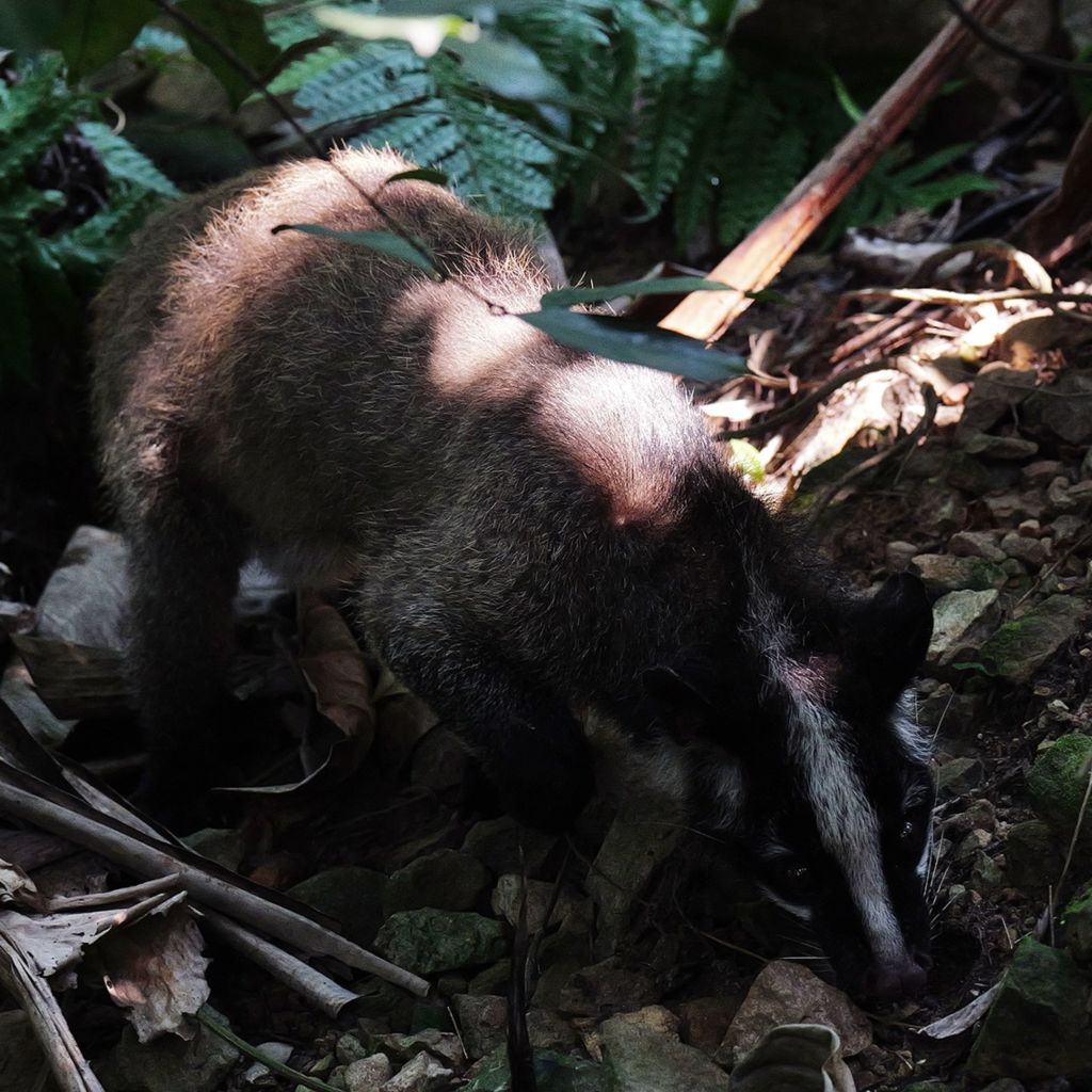 Phong Nha – Kẻ Bàng : Un Lieu Où la Vie Sauvage Résonne Encore au Milieu de la Grande Forêt - ảnh 5