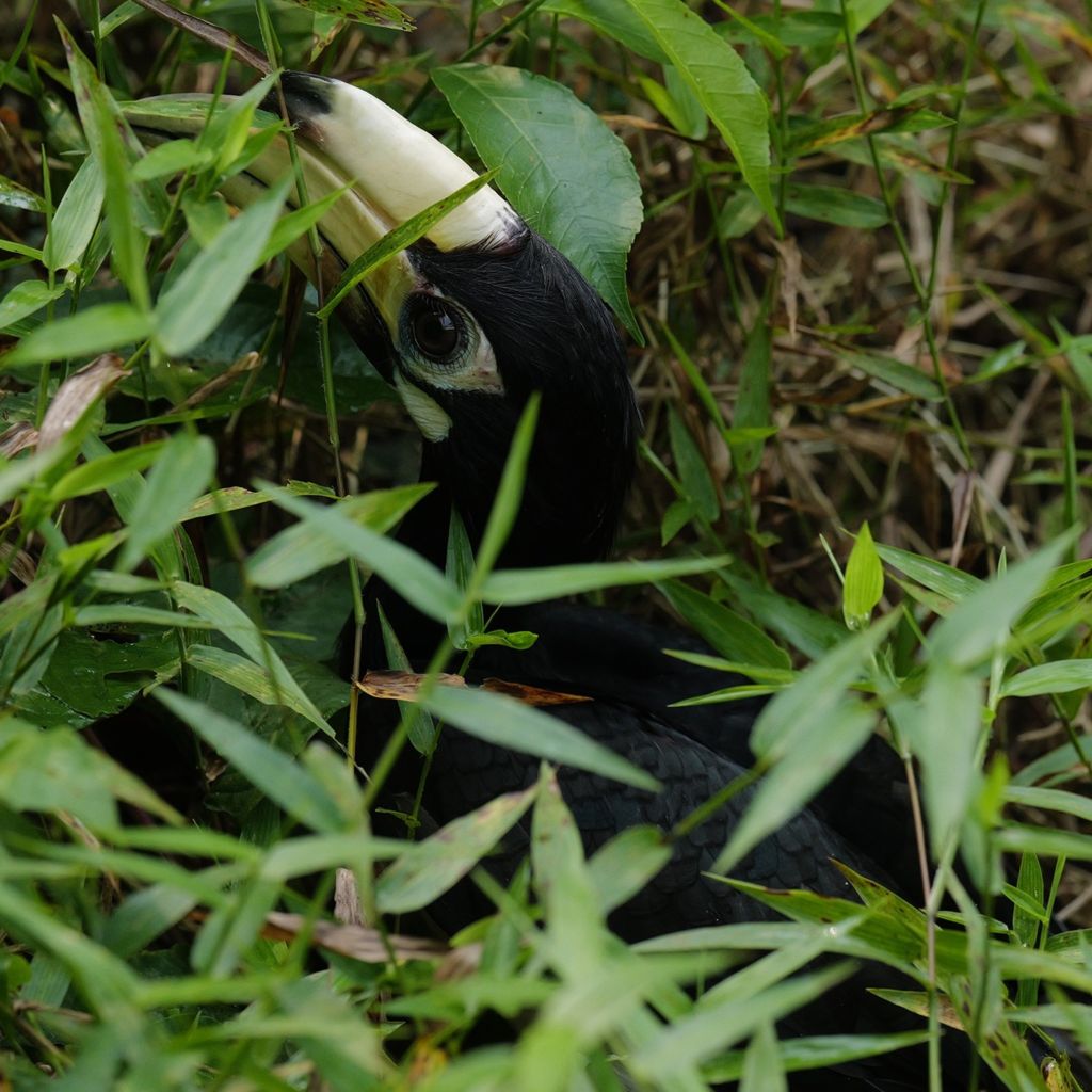 Phong Nha – Kẻ Bàng : Un Lieu Où la Vie Sauvage Résonne Encore au Milieu de la Grande Forêt - ảnh 6