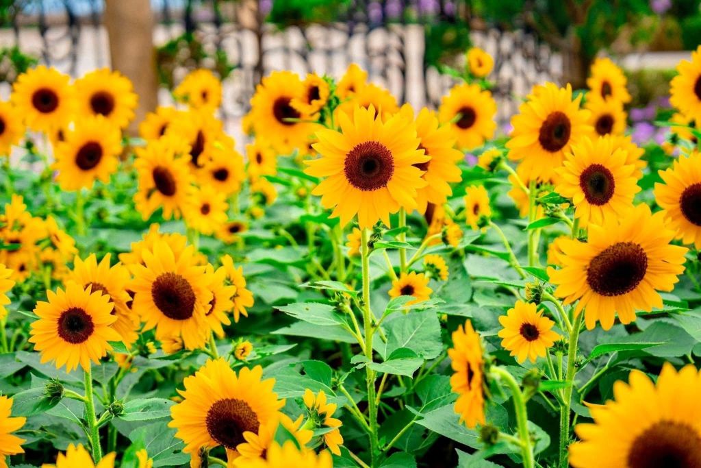 Schedule your trip to Ba Na while the flowers are still in full bloom, because the sunflower season… doesn’t wait for anyone! - ảnh 6