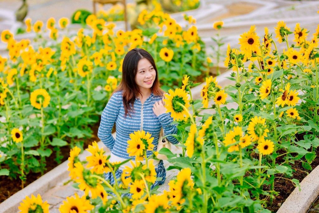 Schedule your trip to Ba Na while the flowers are still in full bloom, because the sunflower season… doesn’t wait for anyone! - ảnh 7