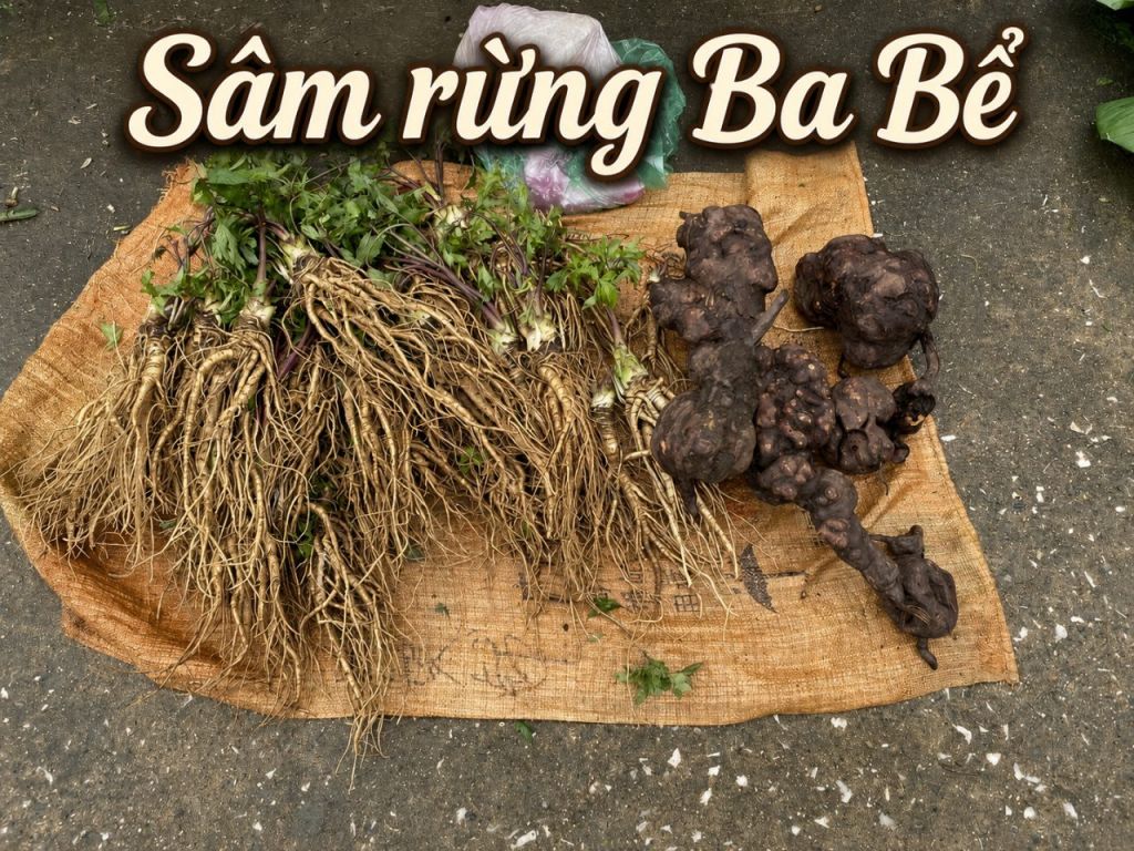 Ba Bể wild ginseng – a precious gift from the mountains and forests.