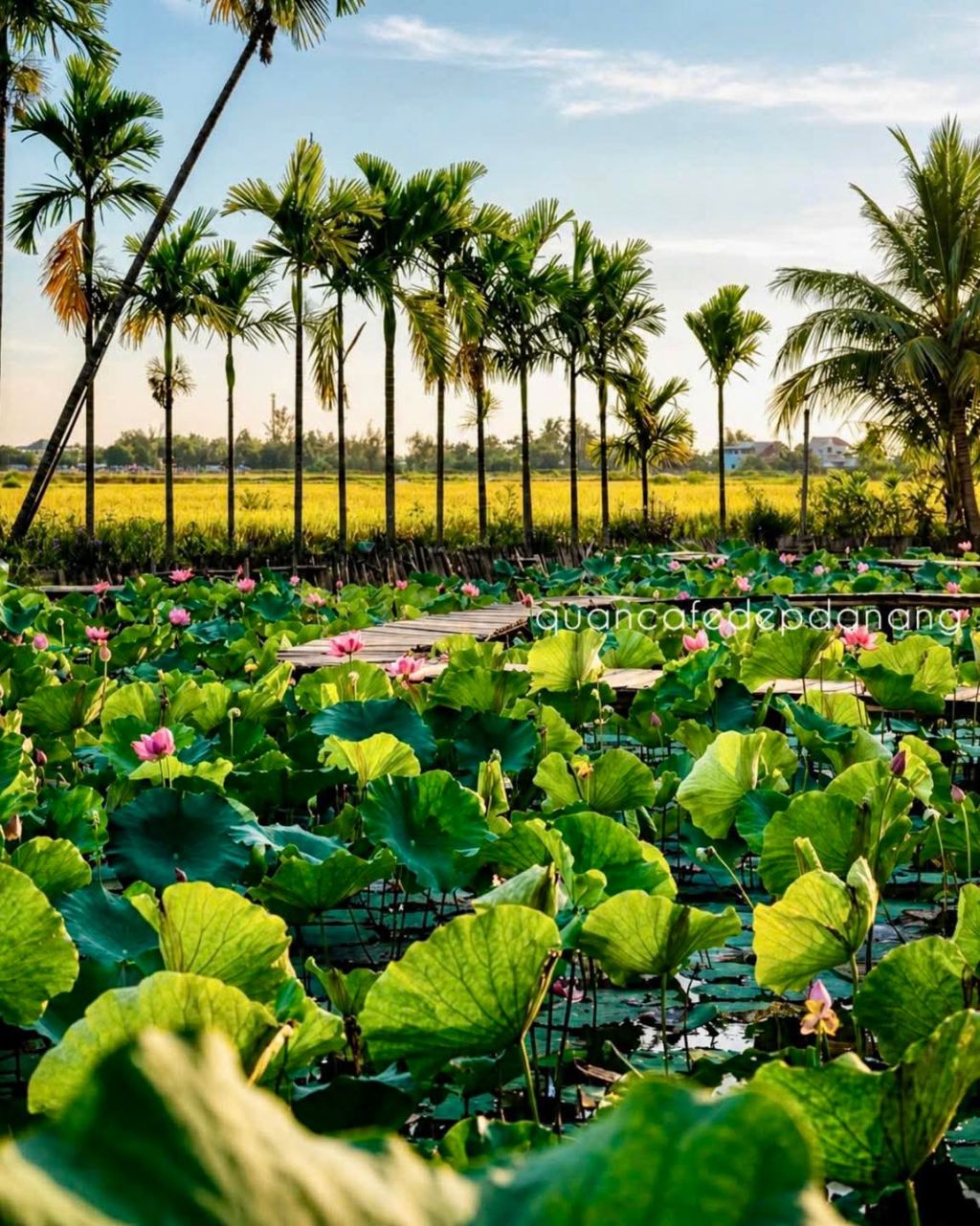 About 10km from Hoi An, there is a beautiful lotus garden. - ảnh 1