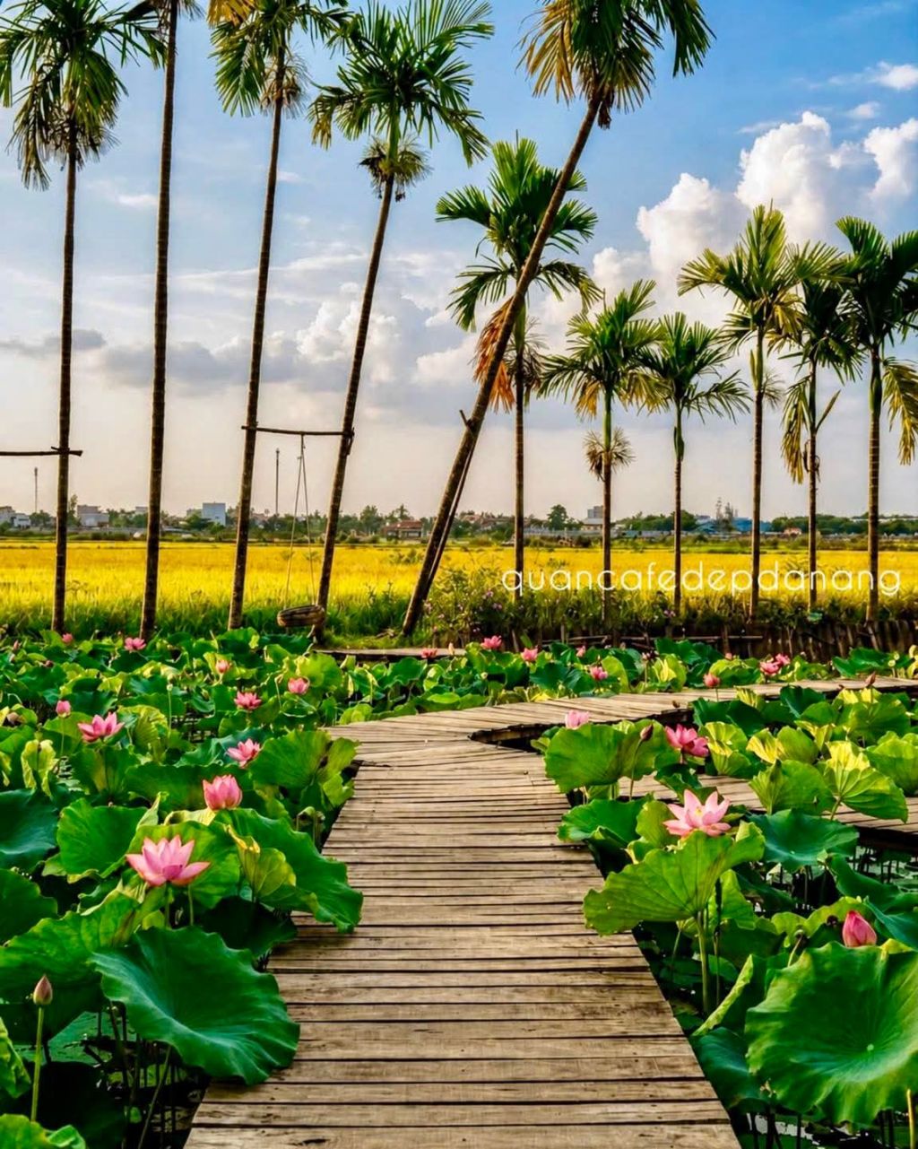 About 10km from Hoi An, there is a beautiful lotus garden. - ảnh 2
