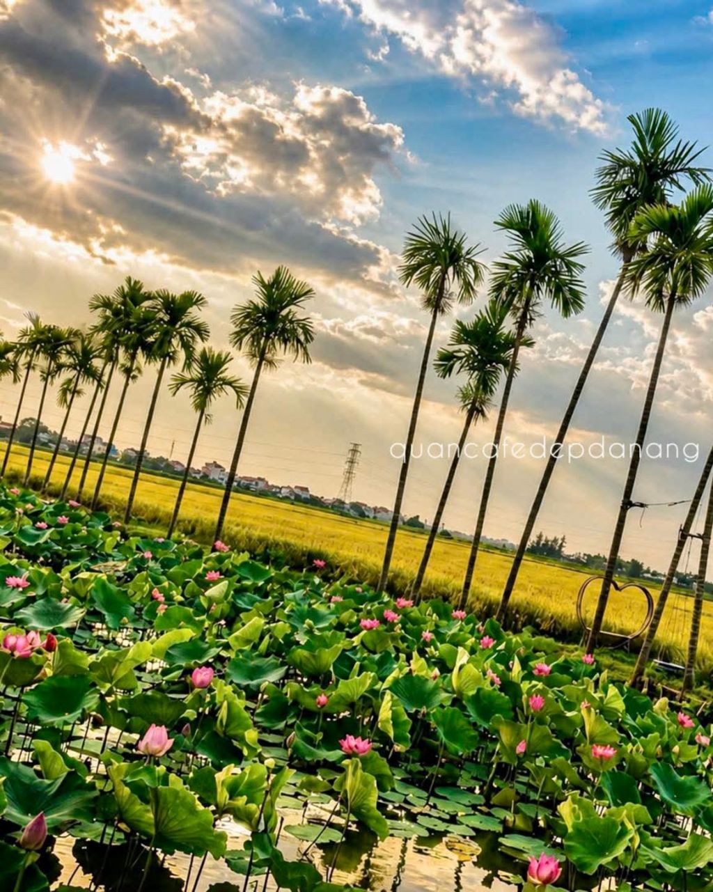 About 10km from Hoi An, there is a beautiful lotus garden. - ảnh 3