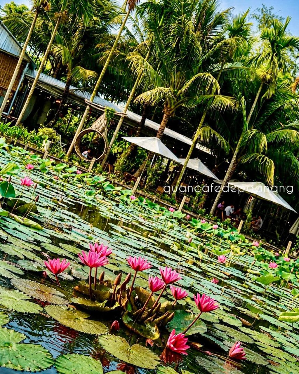 About 10km from Hoi An, there is a beautiful lotus garden. - ảnh 4