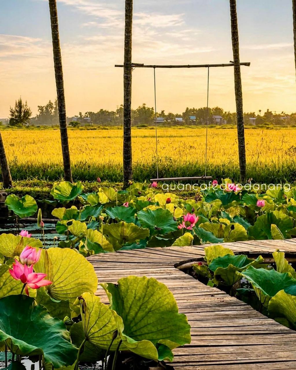 About 10km from Hoi An, there is a beautiful lotus garden. - ảnh 5