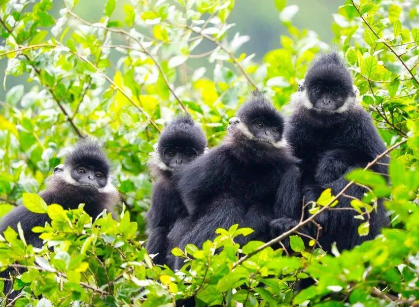 From 10 individuals, the population of white-cheeked gibbons has now increased to nearly 200. - 1