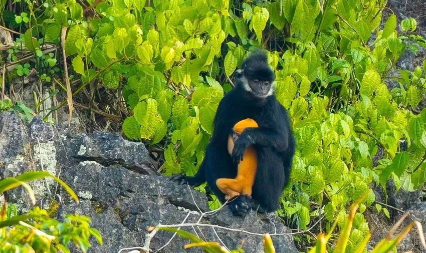 From 10 individuals, the population of white-cheeked gibbons has now increased to nearly 200. - 2