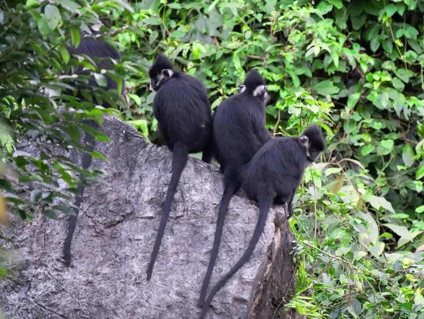 From 10 individuals, the population of white-cheeked gibbons has now increased to nearly 200. - 4