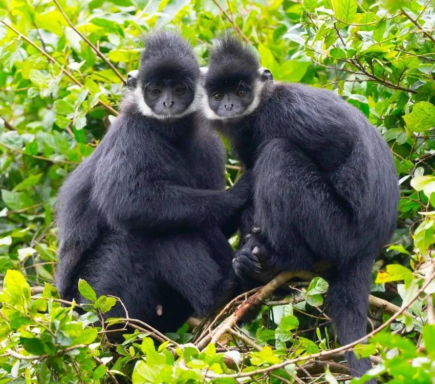 From 10 individuals, the population of white-cheeked gibbons has now increased to nearly 200. - ảnh 5