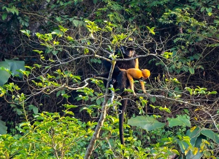 From 10 individuals, the population of white-cheeked gibbons has now increased to nearly 200. - ảnh 6