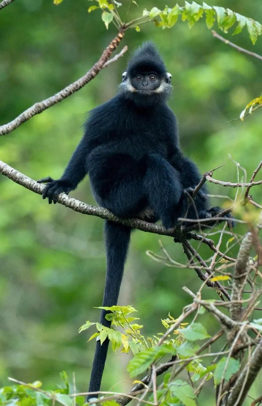 From 10 individuals, the population of white-cheeked gibbons has now increased to nearly 200. - 3