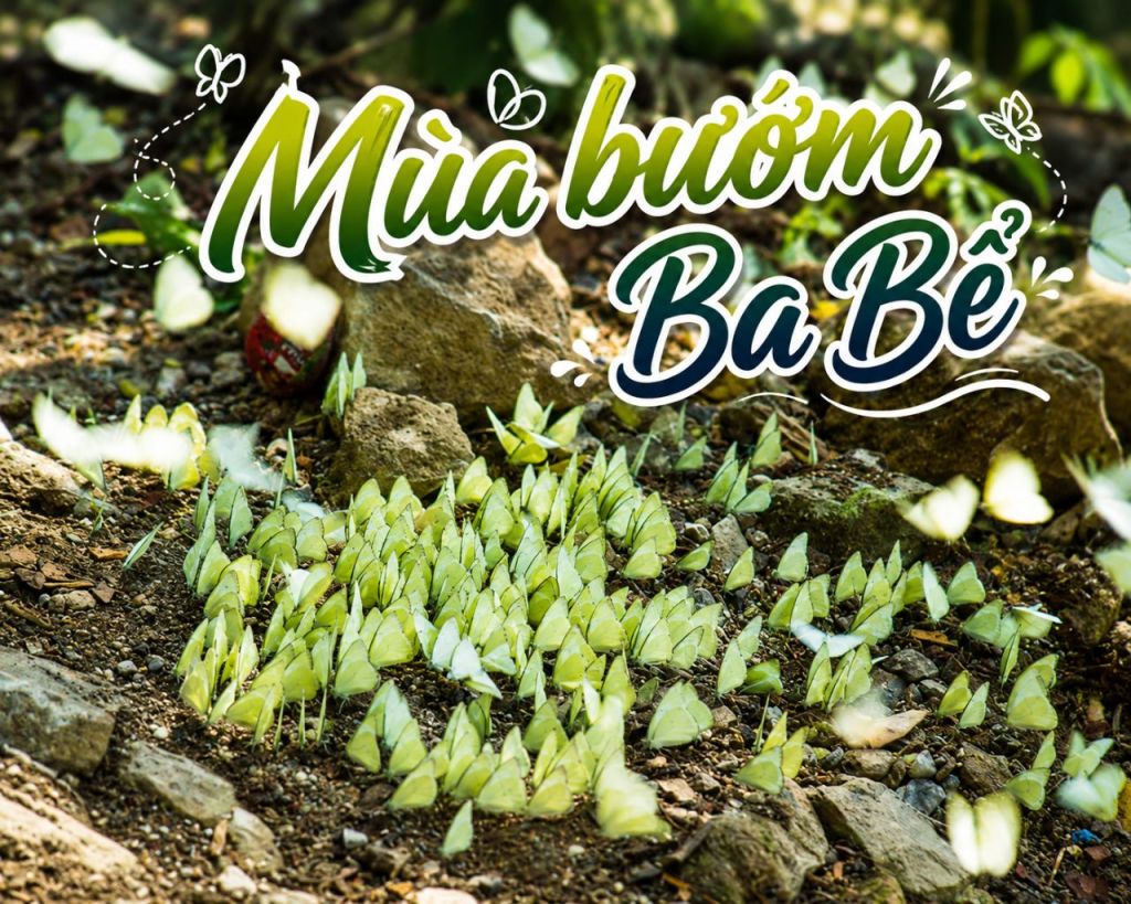 Butterfly Season in Ba Bể – A Moment as Beautiful as a Fairy Tale in the Vastness of Bắc Kạn