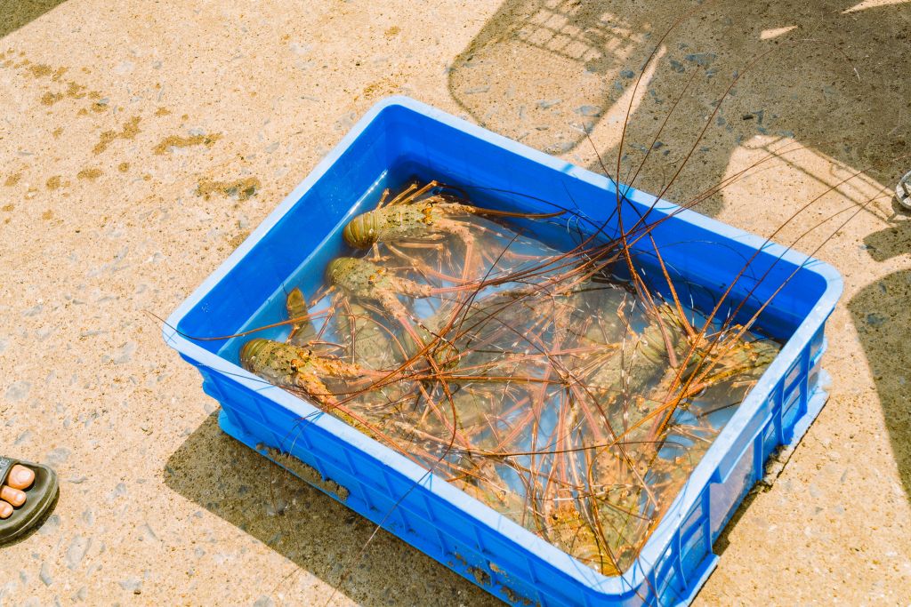 Experience Lobster Hunting at Mui Lay - Quang Tri. - ảnh 8