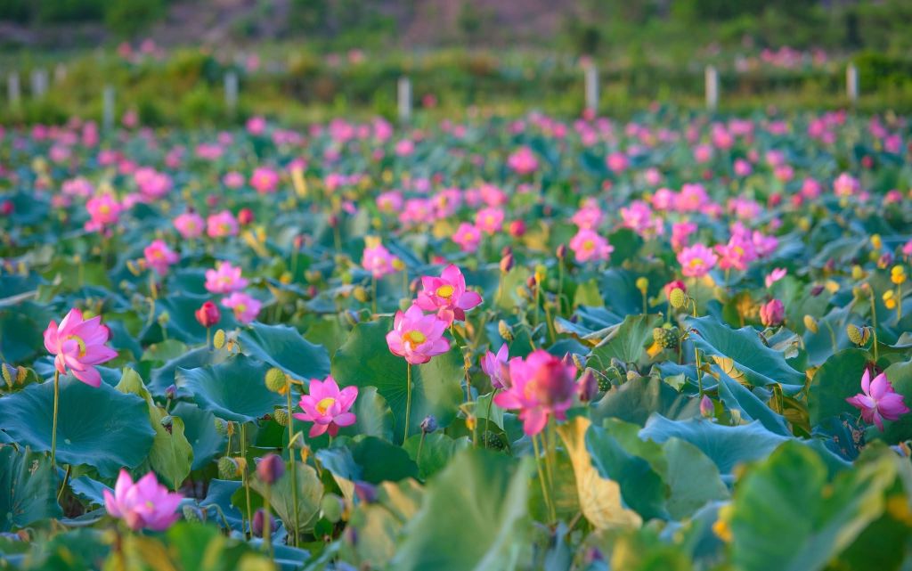 Captivated By The Simple Beauty Of The Trà Lý Lotus Field In Quảng Nam. - 1