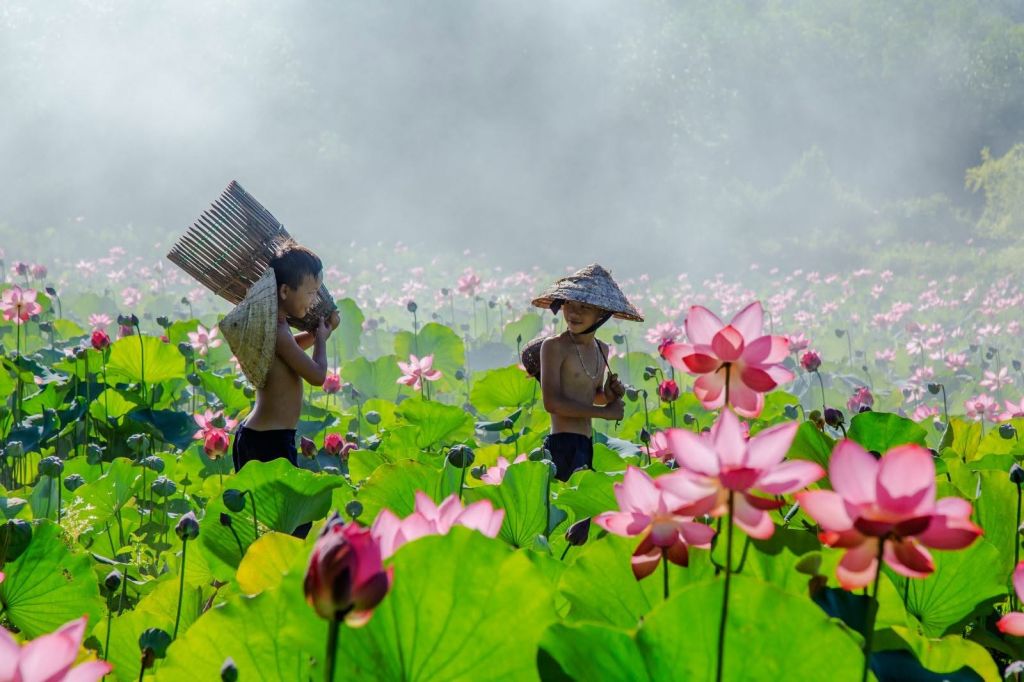 Captivated By The Simple Beauty Of The Trà Lý Lotus Field In Quảng Nam. - 2