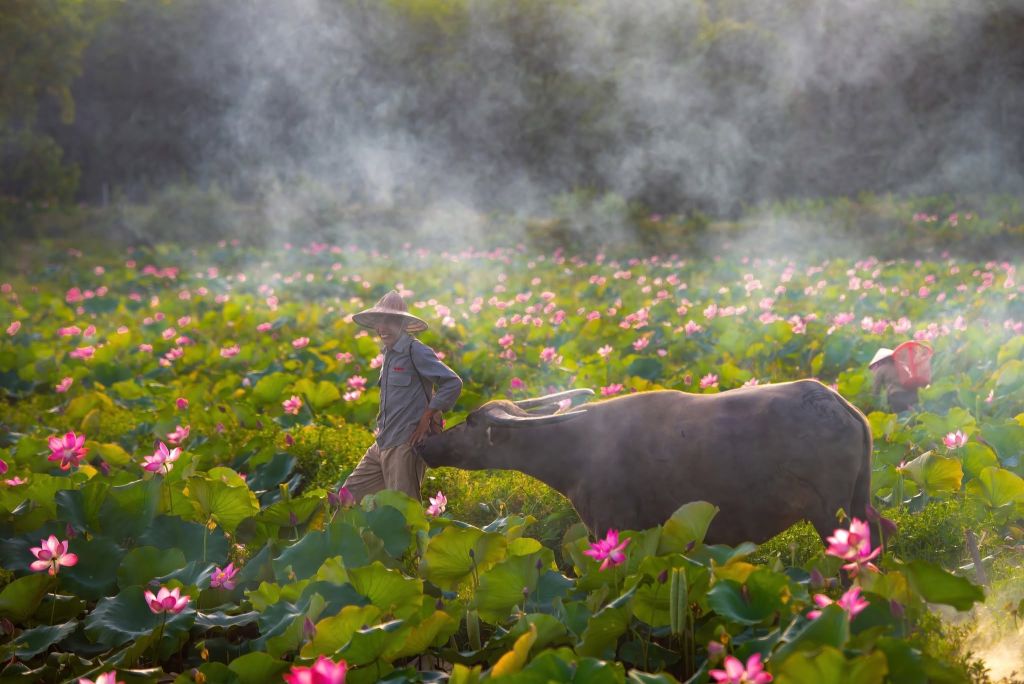 Captivated By The Simple Beauty Of The Trà Lý Lotus Field In Quảng Nam. - 4