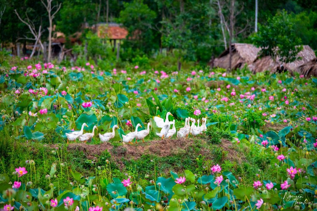 Captivated By The Simple Beauty Of The Trà Lý Lotus Field In Quảng Nam. - ảnh 6