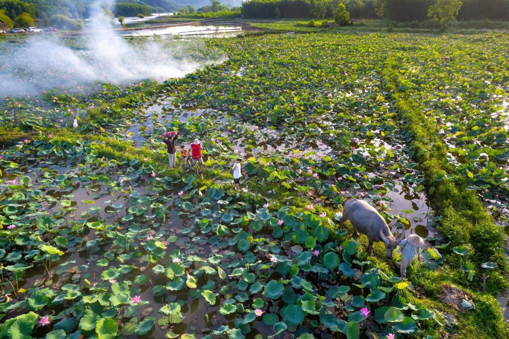 Captivated By The Simple Beauty Of The Trà Lý Lotus Field In Quảng Nam. - ảnh 7
