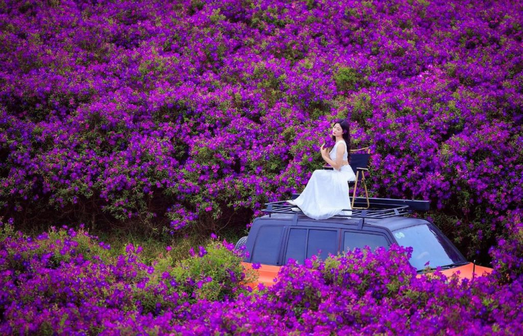 The Suối Bon Purple Flower Hill In Sơn La Is In Full Bloom, Looking Like A Beautiful Painting. Don't Miss The Chance To Check In And Get Some Stunning Photos To Post On Facebook!