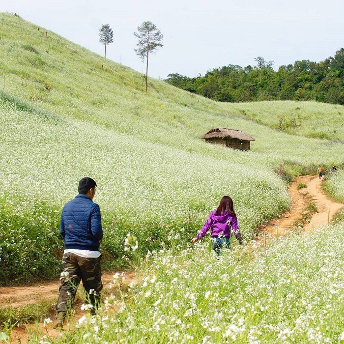 Ban Lun – The New White Mustard Flower Check-In Paradise Of Moc Chau.