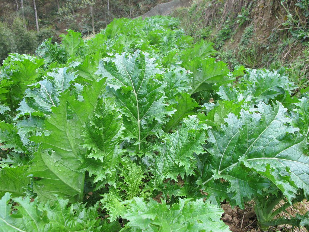 Moc Chau Cat Grass – A Humble Vegetable That Leaves A Lasting Impression On Visitors To The Highlands.