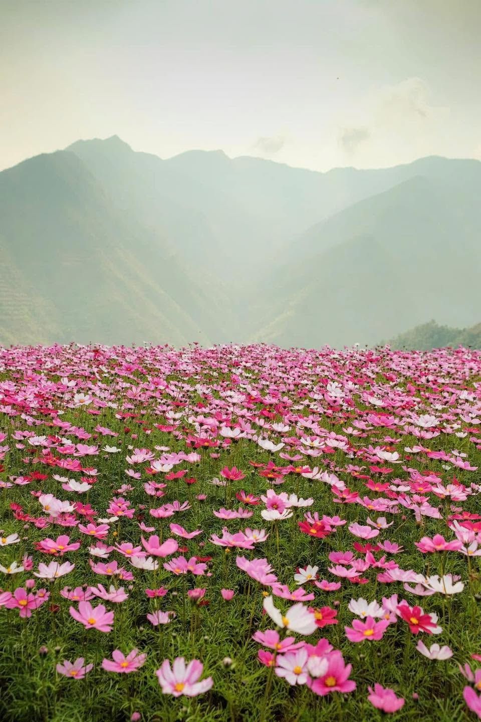 Moc Chau And Ta Xua Have Been Nominated For The 2026 World Travel Awards In The Asia Region. - 3